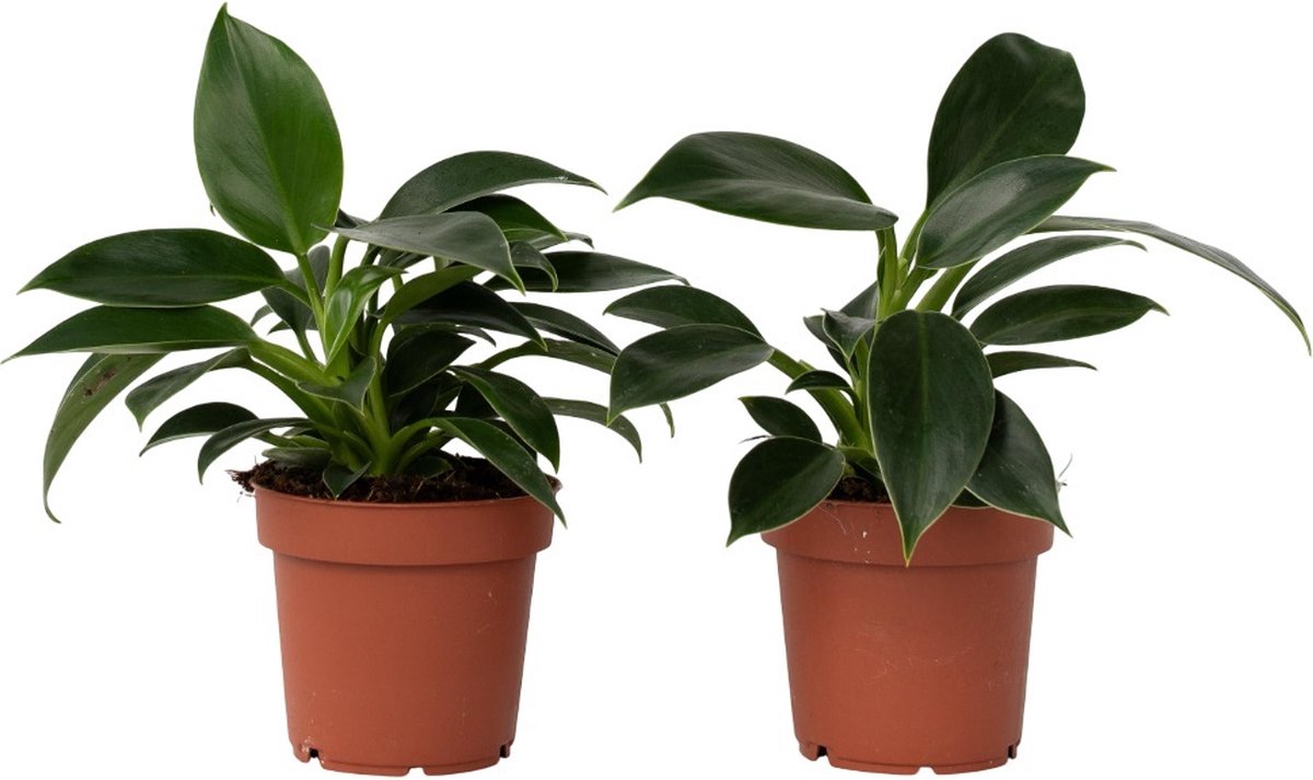 Plant in a Box - Set van 2 Philodendron Green Princess - Sterke kamerplant - Groene glanzende bladeren - Pot 12cm - Hoogte 20-30cm