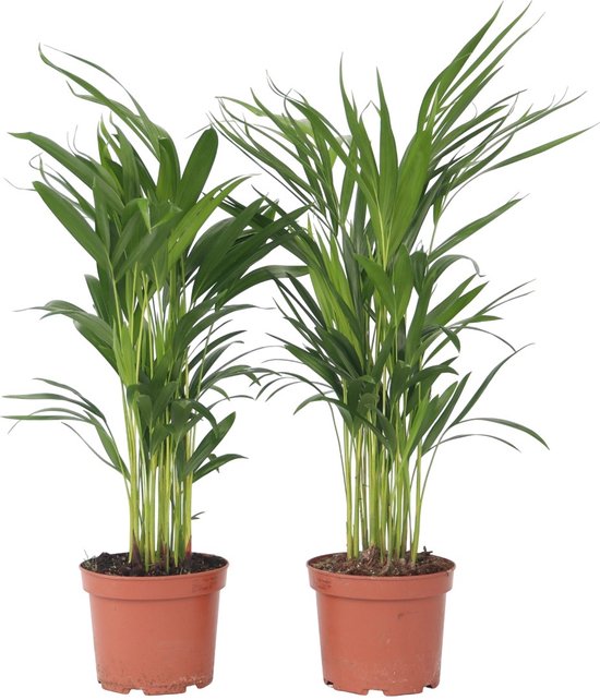 PLANT IN A BOX - Areca Dypsis Lutescens - Goudpalm - Set van 2 kamerplanten - pot ⌀17 cm - Hoogte ↕ 60-70 cm