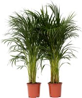 TIHONORI Glazen koepeldisplay met een diameter van 20 cm, met massief houten sokkel voor tentoonstelling van planten, ornamenten, figuren, 20 x 25 cm
