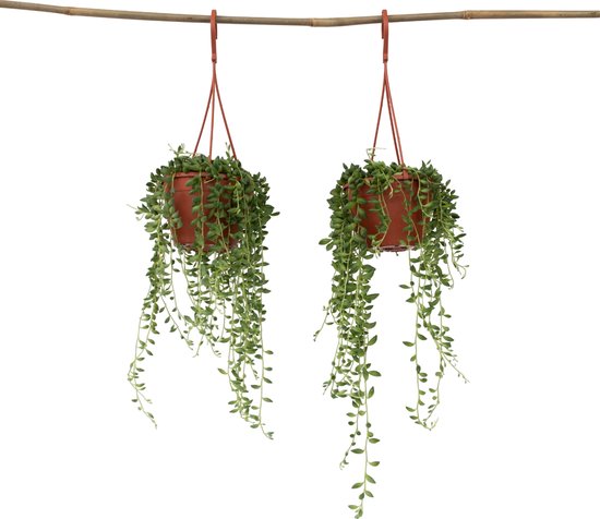 Plant in a Box - Senecio Rowleyanus 'String of Pearls' - Set van 2 - Erwtenplant - Hangplant - Kamerplant - Pot 12 - Hoogte 10-20cm