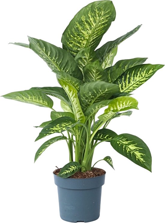 12 mooiste Dieffenbachia soorten op een rijtje 6 Plant in a Box - Dieffenbachia Seguine 'Tropic'