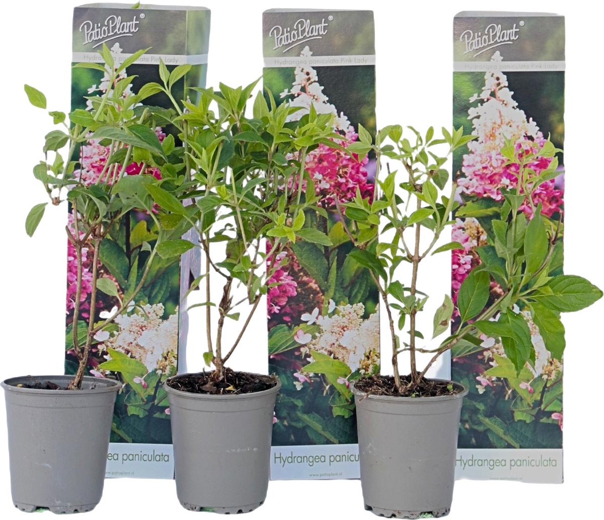 Plant in a Box - Hortensia Paniculata 'Pink Lady' - Pluimhortensia - Hydrangea - Wit/roze bloem - Set van 3 - Winterharde hortensia - Pot 9cm - Hoogte 25-40cm