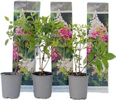 Plant in a Box - Hortensia Paniculata 'Pink Lady' - Pluimhortensia - Hydrangea - Wit/roze bloem - Set van 3 - Winterharde hortensia - Pot 9cm - Hoogte 25-40cm