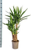 Lys Palmier, Plante Verte Peu d'Entretien, Ambiances Tropicales, Yucca Elephantipes Ø24cm - 90-100cm