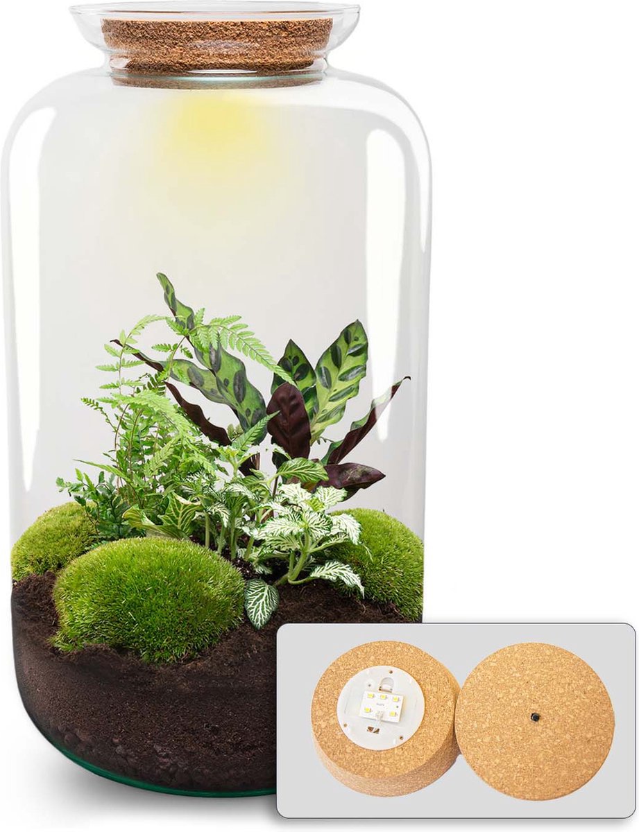 Terrarium DIY Kit - Botanical Sven XL + Light - Bottle Garden - ↑ 43 cm