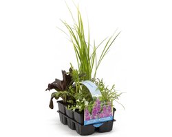 Moerings Geurende Vijverplanten Mix | In Thema Sixpack