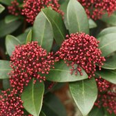 Green BoutiQ – Skimmia Japonica Finchy – 2 Planten, Pot 19 Cm, Hoogte 60 Cm, Witte Bloemen, Winterhard, Ideaal Voor Schaduw
