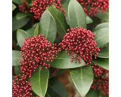 Skimmia Japonica 'Rubella' - Skimmia  25-30 cm pot