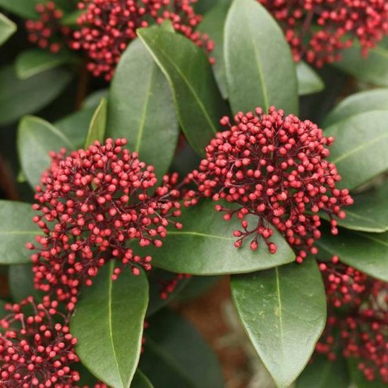 Skimmia Japonica 'Rubella' - Skimmia 25-30 cm pot
