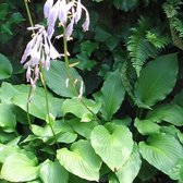 6 x Hosta 'Fortunei Hyacinthina' - Hartlelie pot 9x9cm, blauwgroen blad en schaduwtolerant