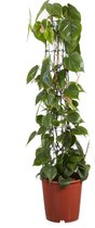Kamerplant van Botanicly – Philodendron scandens – Hoogte: 120 cm