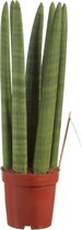 Kamerplant van Botanicly – Vrouwentongen – Hoogte: 45 cm – Sansevieria Straight
