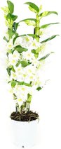 Orchidee van Botanicly – Bamboe Orchidee – Hoogte: 60 cm, 2 takken, witte bloemen – Dendrobium Nobile Apollon