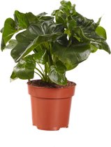 Kamerplant van Botanicly – Philodendron Atom – Hoogte: 25 cm