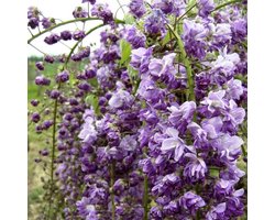 Wisteria Floribunda 'Violacea Plena' - Blauwe Regen 50-60 cm in pot