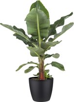 Kamerplant van Botanicly – Bananen plant incl. sierpot zwart als set – Hoogte: 80 cm – Musa