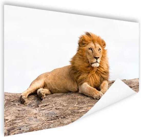 Baibexing Abstracte Dieren Leeuwen Posters En Prints