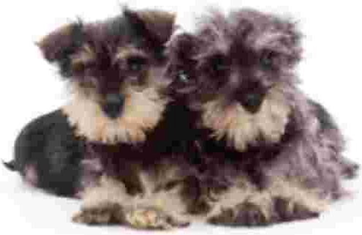 2 Schnautzer Pups  Muismat