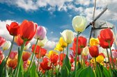 Tuinposter - Tulpen en molen