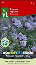 Asperula Blue Surprise, sierlijke en gemakkelijk te kweken borderplant met fijne, lavendelblauwe, geurende bloemen