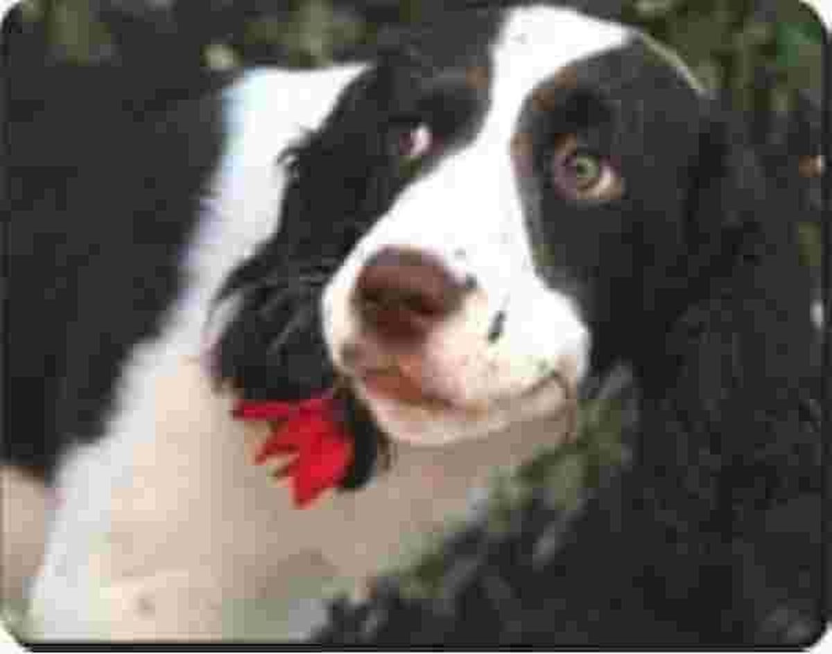 Springer spaniel met bloem Muismat