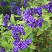 Caryopteris Clandonensis - Blauwe Spirea - 40-50 cm in pot: Struik met aromatische bladeren en helderblauwe bloemen in de late zomer en herfst.