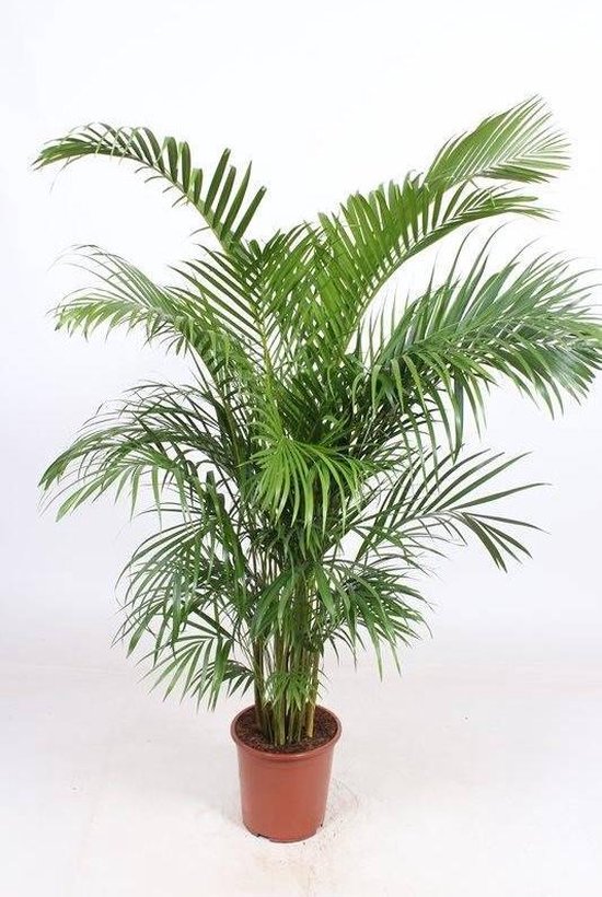 Geef sfeer in huis met Areca palm - 21cm - 110cm | BloembollendKopen.nl Geef sfeer in huis met Areca palm - 21cm - 110cm | BloembollendKopen.nl