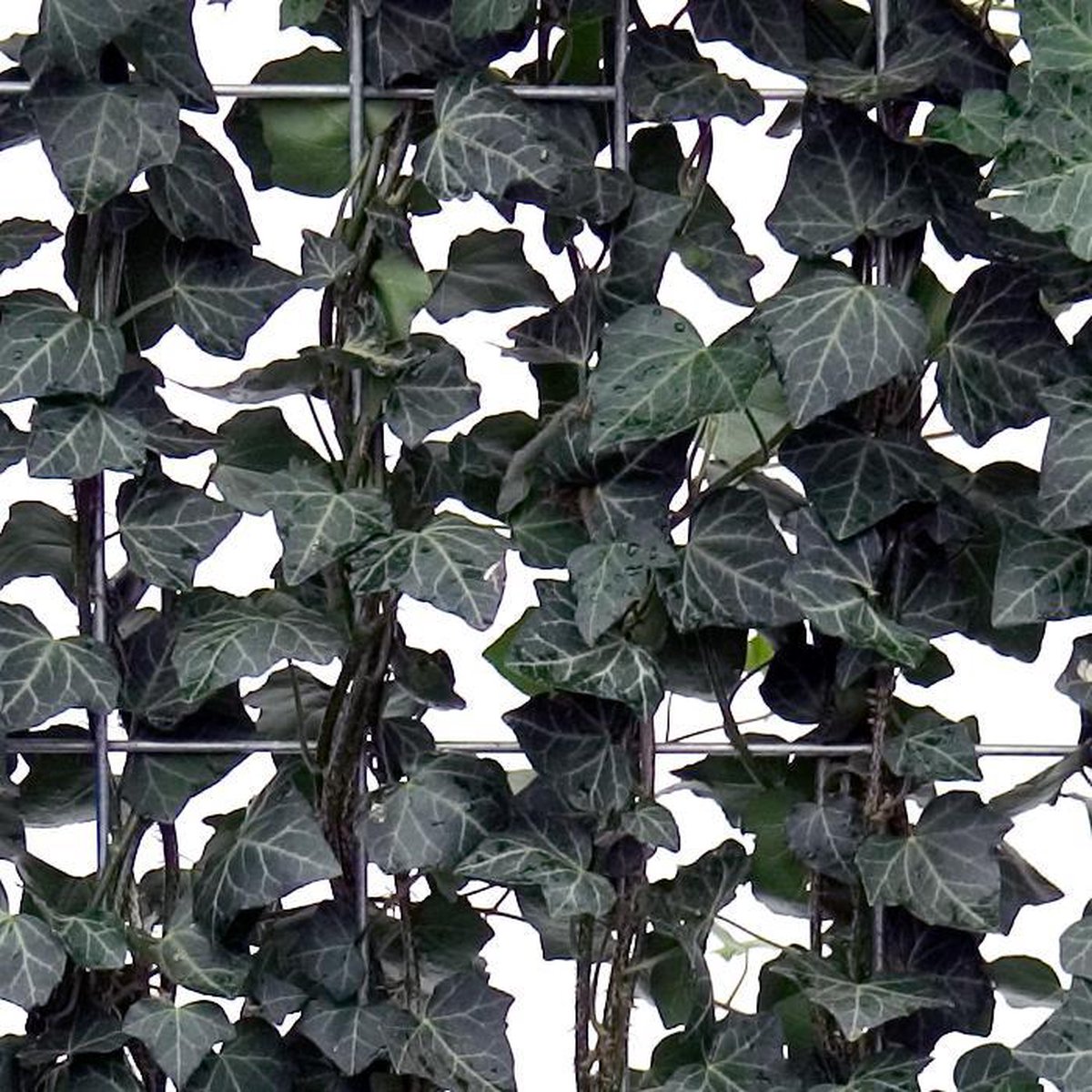 Hedera Helix Woerner HxB: 100x120 cm | Mobilane | bol
