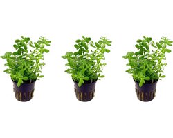 Levende aquariumplant Bacopa Monerii 5 cm pot per 3 stuks