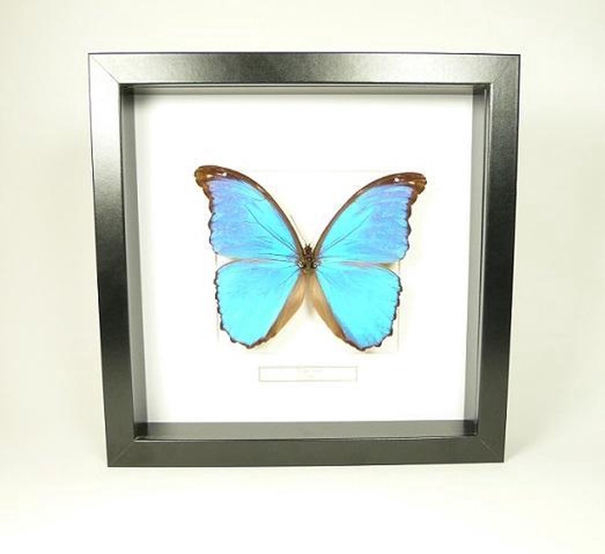 Opgezette vlinder in lijst, Morpho Didius