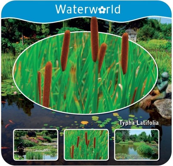 Foto: Waterworld aqua set typha latifolia grote lisdodde