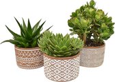 Set van drie vetplanten in bruin en wit deco keramiek ↨ 21cm - 3 stuks - hoge kwaliteit planten