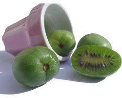 Kiwibes Actinidia arguta 'Issai' in 2 liter pot