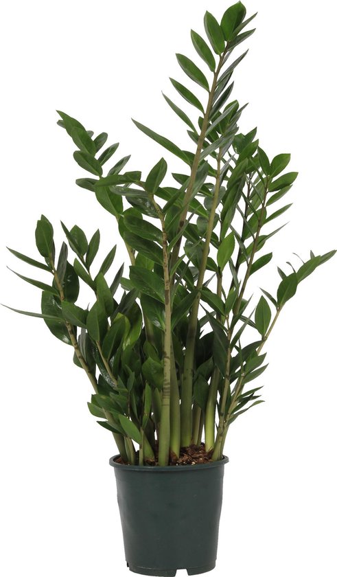 Kamerplant Zamioculcas Zamiifolia - ZZ Plant - +/- 65cm hoog - 19cm diameter