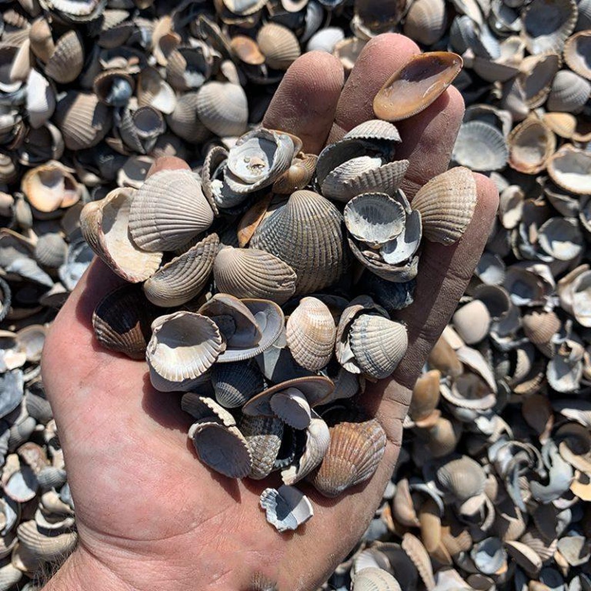 Schone Schelpen 1 Kuub Schelpen voor de tuin 1000 kg