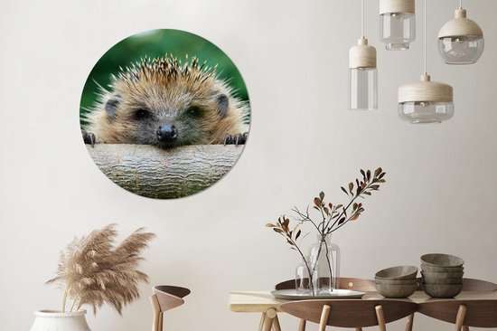 Papier peint Circle - Hérisson - Forêt - Tronc d'arbre - 100x100 cm - Wall Circle XXL