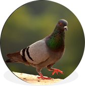 WallCircle - Cercle mural - Cercle mural - Duif - Vogel - Animaux - Aluminium - Dibond - 140x140 cm - Intérieur et Extérieur