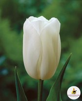 Ilovetulipa - Ilovedahlia Tulips Maureen 12/+ (x10)