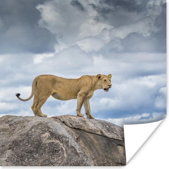 Affiche Lion - Chasse - Rocher - 75x75 cm