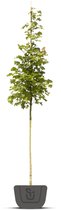 Amerikaanse tulpenboom | Liriodendron tulpifera | Stamomtrek: 12-14 cm