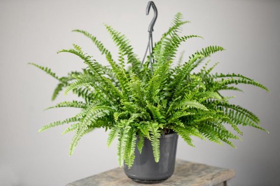Groene krulvaren in een donkergrijze hangpot.