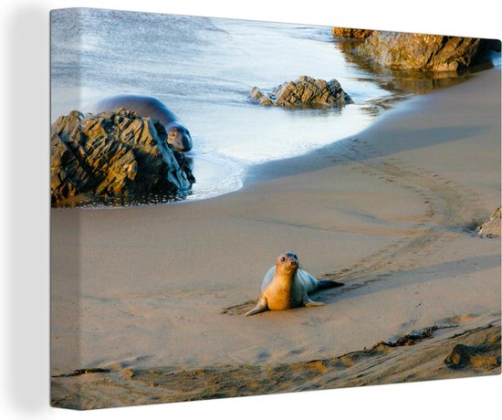 Toile Peinture Animaux - Phoque - Plage - 60x40 cm - Décoration murale