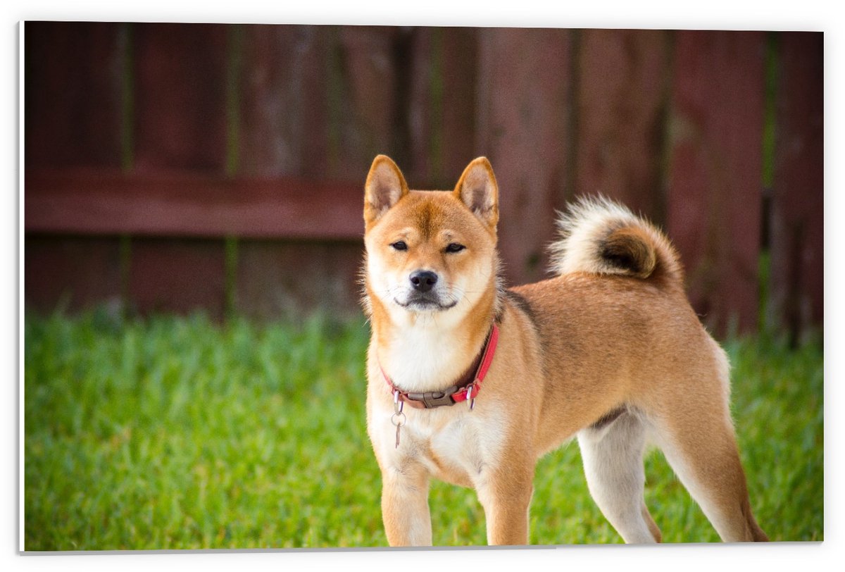 Forex - Shiba Inu Hond met Gras - 60x40cm Foto op Forex