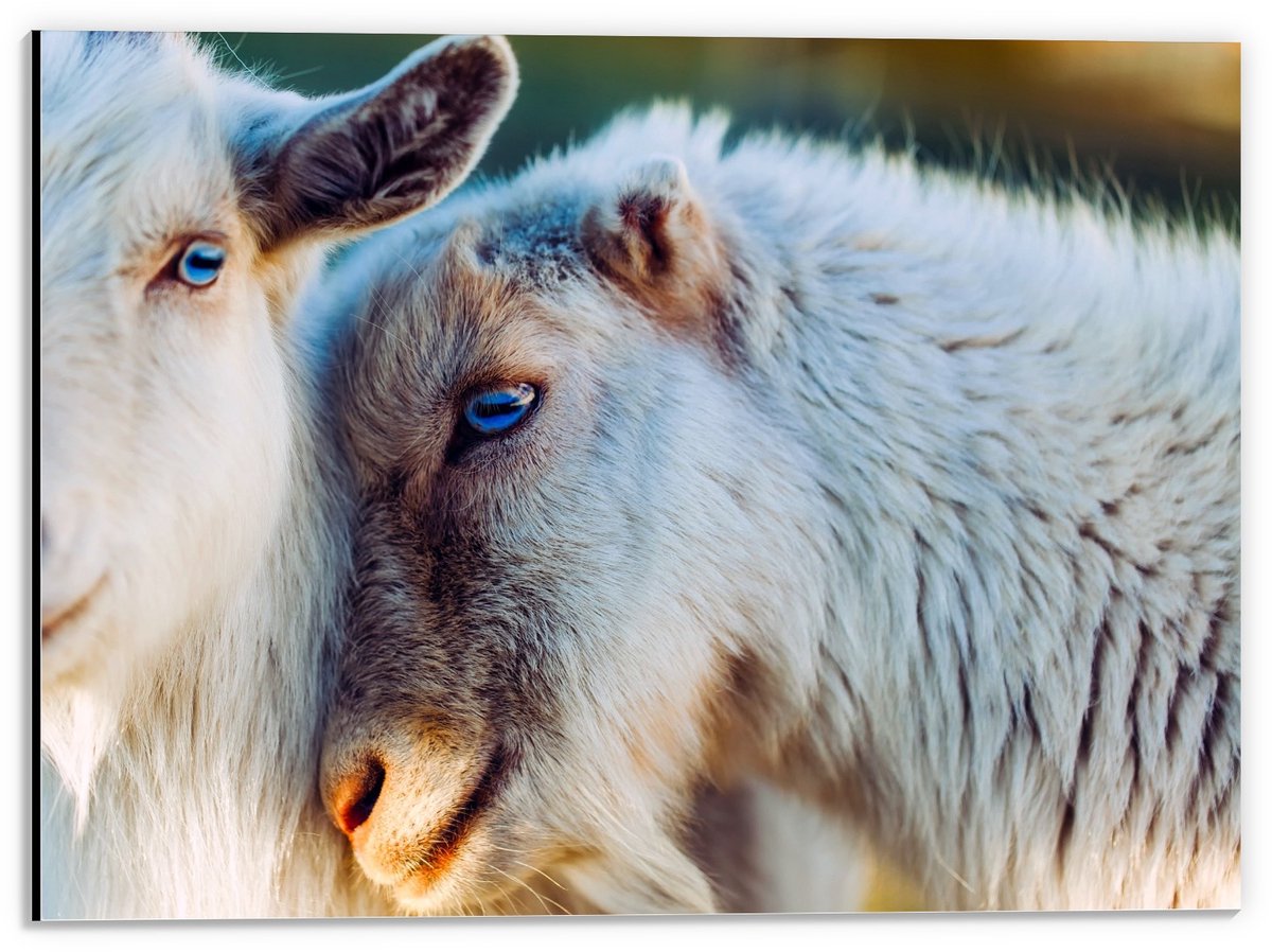 KuijsFotoprint Dibond - Langharige Witte Geiten - 40x30cm Foto op Aluminium (Wanddecoratie van metaal) Blauw