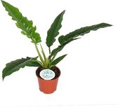 Kamerplant van Botanicly – Philodendron stenolobum Narrow Escape – Hoogte: 50 cm