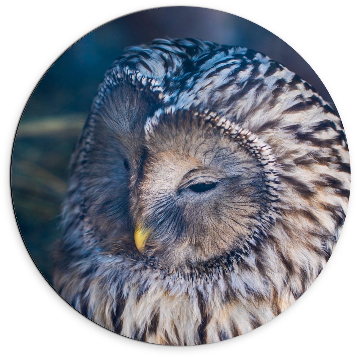 KuijsFotoprint Dibond Wandcirkel - Uil met Wit Bruine Haren en Gele Neus - 70x70cm Foto op Aluminium Wandcirkel (met ophangsysteem)