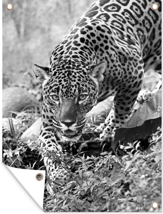 Tuin decoratie Een Jaguar in een begroeide omgeving - zwart wit - 30x40 cm - Tuindoek - Buitenposter
