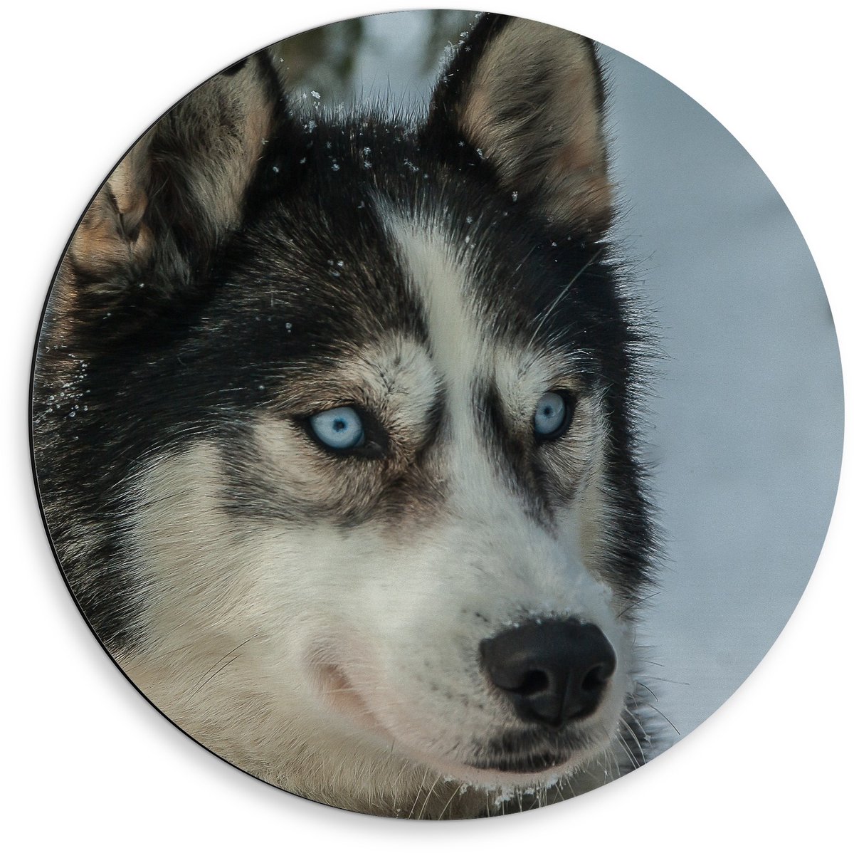 KuijsFotoprint Dibond Wandcirkel - Husky in de Sneeuw Lichte Ogen - 50x50cm Foto op Aluminium Wandcirkel (met ophangsysteem) Blauw