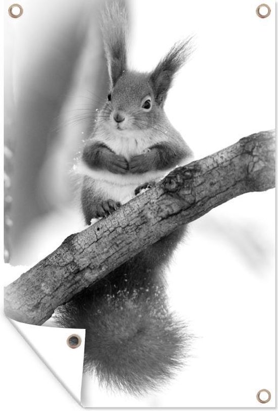Tuinposters buiten Een eekhoorn in de winter op een tak - zwart wit - 60x90 cm - Tuindoek - Buitenposter