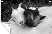 Tuindecoratie Slapende jonge geiten - zwart wit - 60x40 cm - Tuinposter - Tuindoek - Buitenposter
